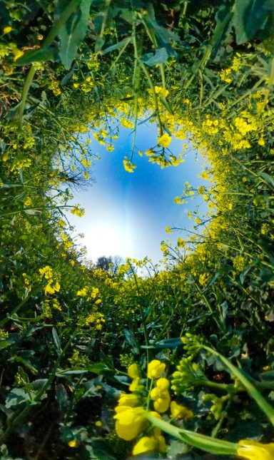 Rapeseed A circular view through yellow rape seed flowers framing a clear blue sky.
