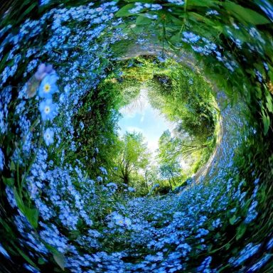 Forget-me-knot A circular view of vibrant Forget-me-knot flowers framing a bright sky and green foliage.