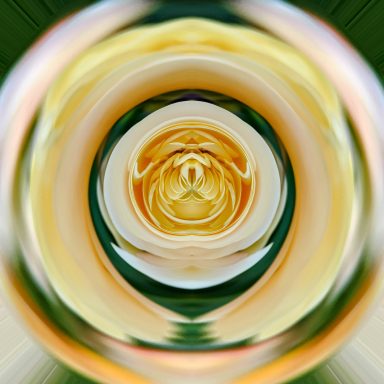 The rose portal Abstract swirl of yellow and white flower petals with a green background.