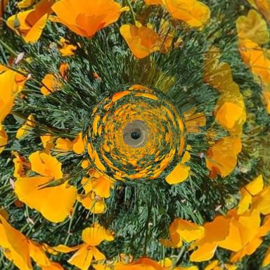 Californian dreaming A swirling pattern of bright orange poppy flowers surrounded by green foliage.