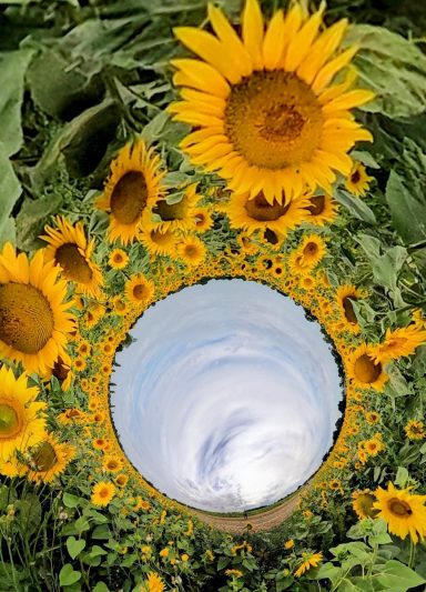 Sunflowers A swirling view of sunflowers surrounding a circular sky.