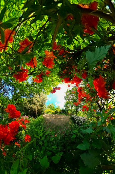 Remembering rhodo Vibrant rhododendron flowers frame a view of a sunny garden landscape.