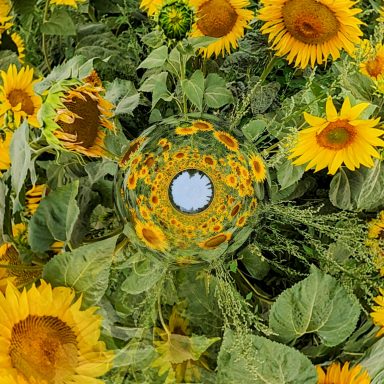 Dreaming of Summer Vibrant sunflowers with a circular centre, a dream of summer days.