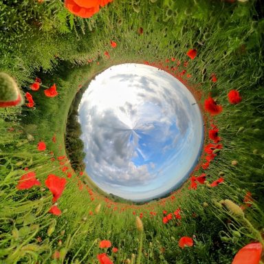 Popping poppies The magic of poppies on the South Downs.