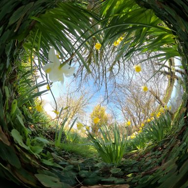 Here comes Spring A circular view featuring lush green plants and blooming yellow Daffodils
