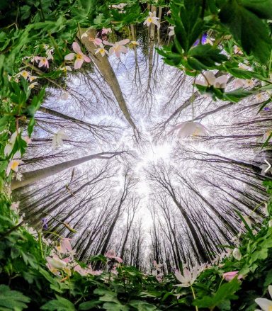 Wood Anemone portal Wood Anemone portal