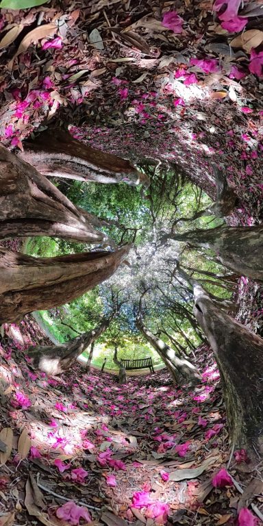 The petal portal Twisting view of tall trees surrounded by pink flower petals on the ground.